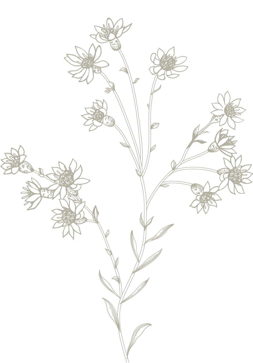 chi-siamo-flowers